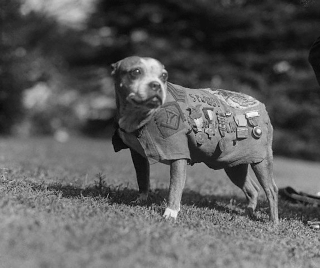Illustration for article titled Vintage Photos Reveal Century-Long Obession with Dressing Up Pets